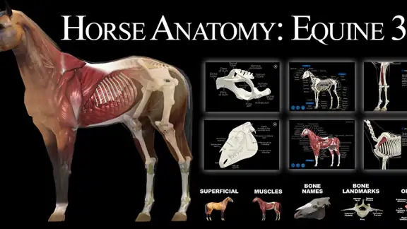 Horse Anatomy: Equine 3D screenshot