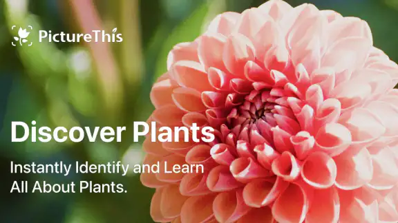 PictureThis - Plant Identifier screenshot