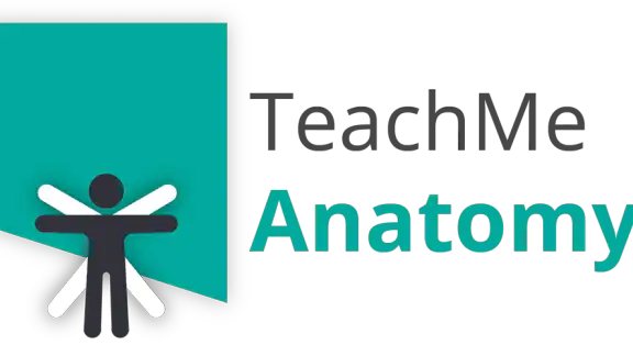 Teach Me Anatomy screenshot