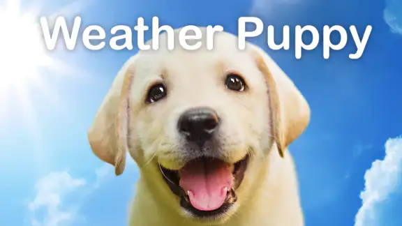 Weather Puppy - App & Widget screenshot