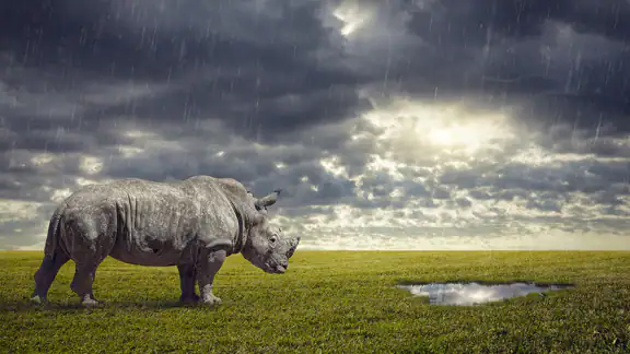 Wildlife Weather screenshot