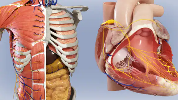 Anatomía - Atlas 3D screenshot