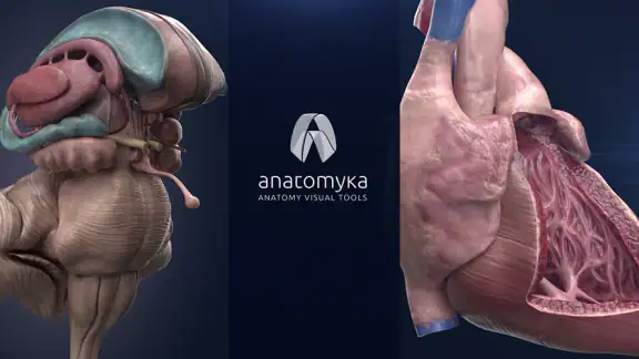 Anatomyka - Anatomía 3D screenshot