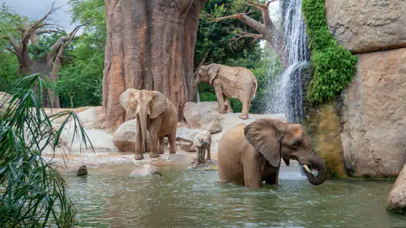 Bioparc Valencia screenshot