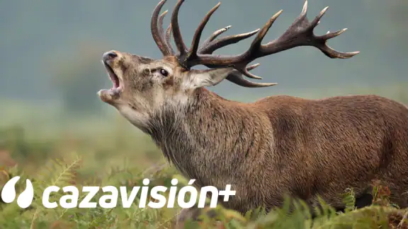 Cazavisión+ screenshot
