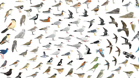 Collins Bird Guide screenshot