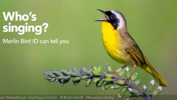 Merlin Bird ID de Cornell Lab screenshot