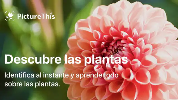 PictureThis Identificar Planta screenshot