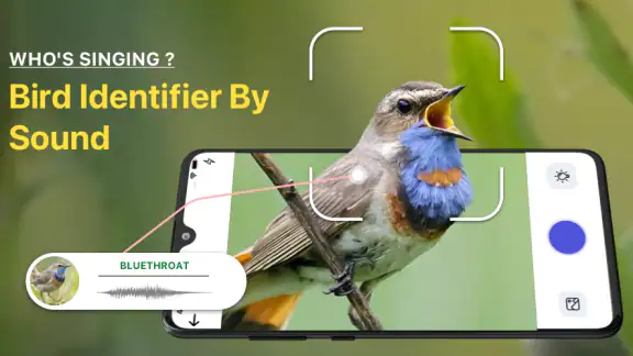 Bird Identifier: Chant Oiseaux screenshot