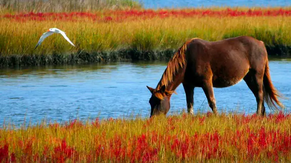 Cheval Magazine screenshot