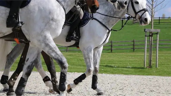 Equisense Inside screenshot