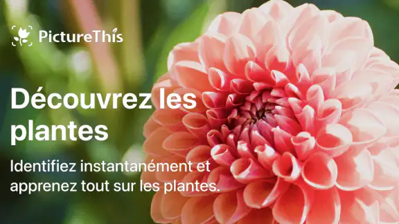 PictureThis Plante Identifier screenshot