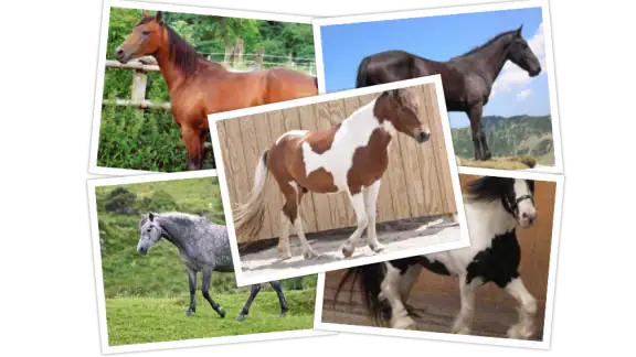 Robe Du Cheval - Quiz screenshot