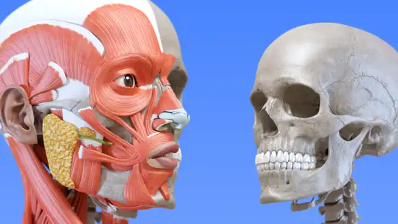 Anatomy 3D Atlas screenshot