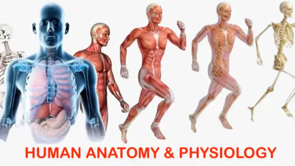 Human Anatomy and Physiology screenshot