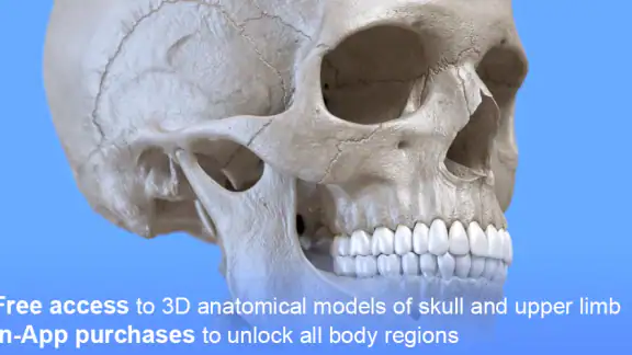 Skeleton | 3D Anatomy screenshot