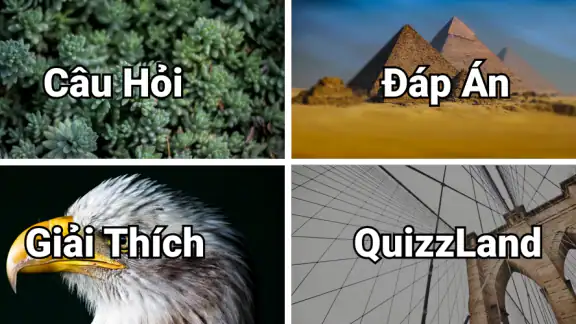 QuizzLand: Hỏi & Đáp screenshot