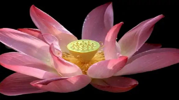 Tam Tạng Phật Giáo Nguyên Thủy screenshot
