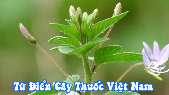 Từ Điển Cây Thuốc Đông Y Việt screenshot