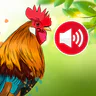 Animal sounds & wallpaper icon