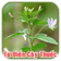 Từ Điển Cây Thuốc Đông Y Việt