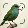 Vögel Bestimmen Vogelstimmen icon
