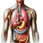 Human Anatomy and Physiology icon