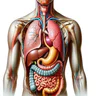 Human Anatomy and Physiology icon