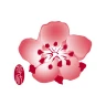チャイナ エアラインのモバイルアプリサービス icon