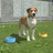 Pet Kingdom - Animal Simulator icon