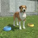 Pet Kingdom - Animal Simulator