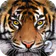 Ultimate Tiger Simulator 2