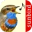 Vogelstimmen Id - Ruf + Gesang icon