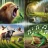 Tonos y Sonidos de Animales icon