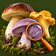 Mushroom Identification