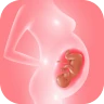 Ứng dụng theo dõi thai kỳ icon
