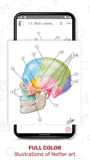 Netter's Anatomy Flash Cards screenshot