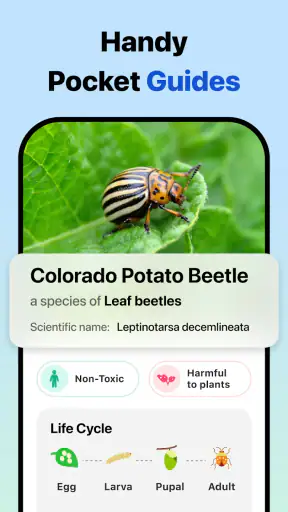 Picture Insect: Bug Identifier screenshot