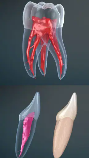 Ilustraciones dentales screenshot