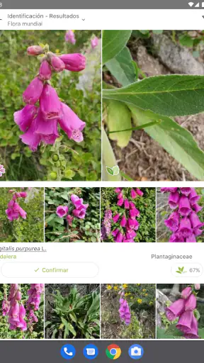 PlantNet Identifica Plantas screenshot