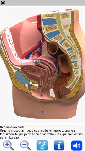 Visual Anatomy 2 screenshot