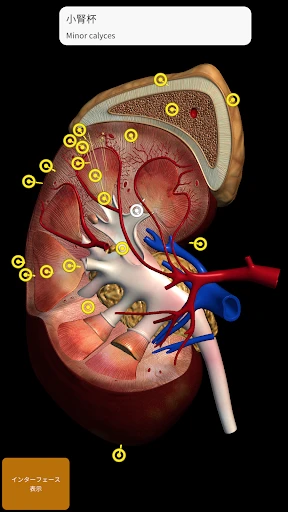 解剖学 - 3Dアトラス screenshot