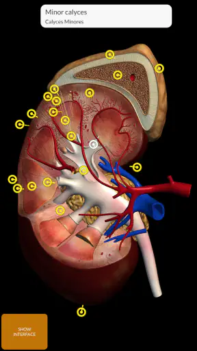 Anatomy 3D Atlas screenshot