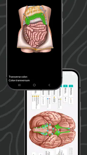 Easy Anatomy 3D screenshot