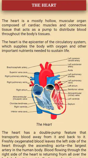 Human Anatomy and Physiology screenshot