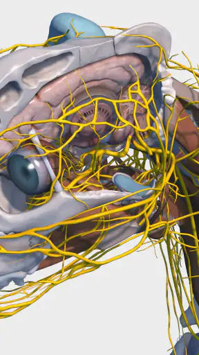 Complete Canine 3D - anatomy screenshot