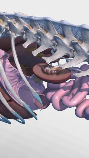 Complete Canine 3D - anatomy screenshot