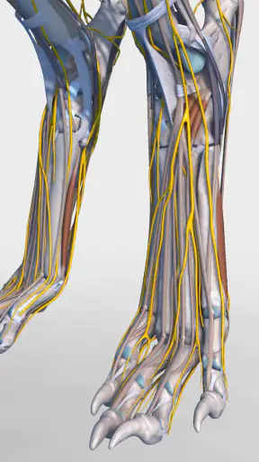 Complete Canine 3D - anatomy screenshot
