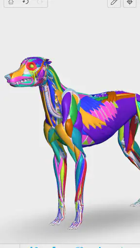 Complete Canine 3D - anatomy screenshot