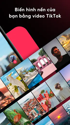 TikTok Video Wallpaper screenshot
